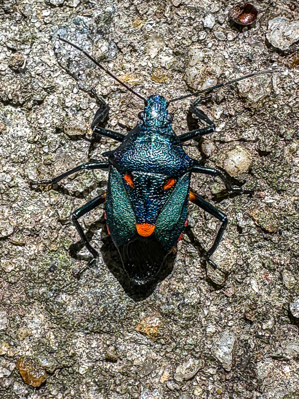 2024 06 11 Florida predatory stink bug i5922