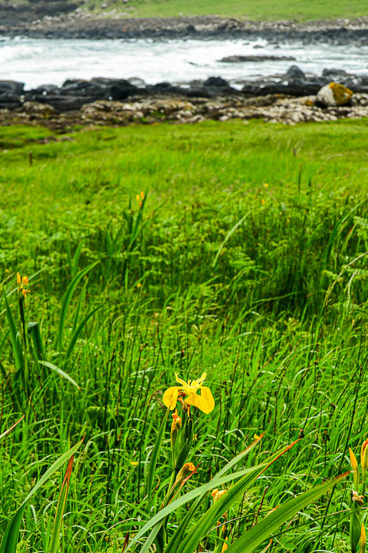 06 13 Yellow iris 5101