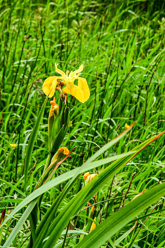 06 13 Yellow iris 5101-2