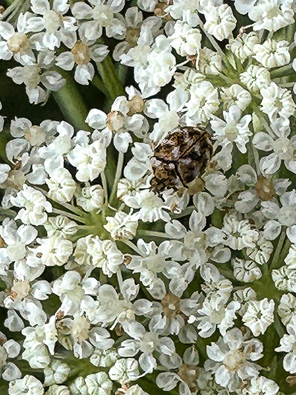 2024 06 12 varied carpet beetle carpet beetle i5968