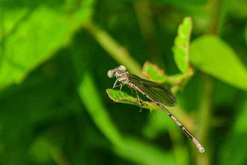 06 30 Damselfly 5933