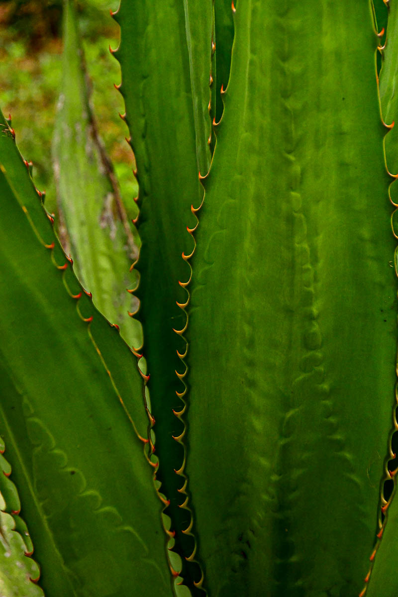 Agave India-2-1954