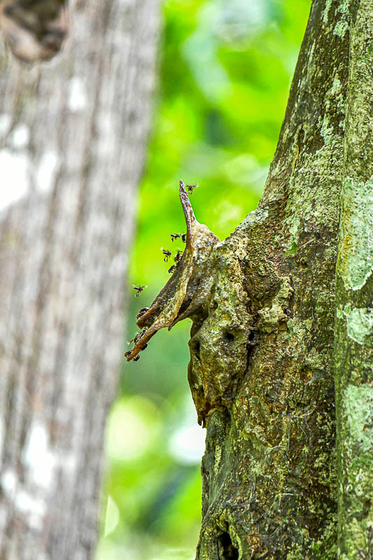 08 24 Stingless bee colony 3986