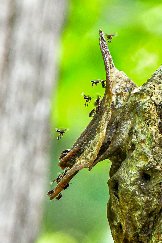08 24 Stingless bee colony 3986-2