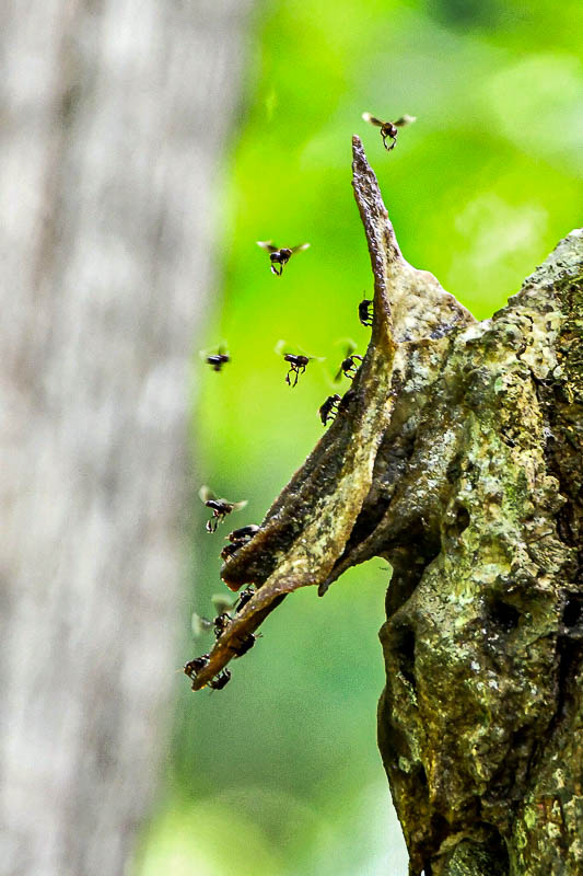 08 24 Stingless bee colony 3988