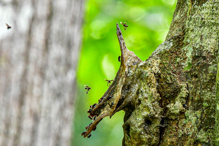 08 24 Stingless bee colony 3991
