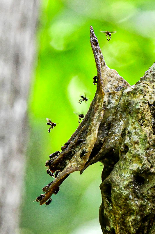 08 24 Stingless bee colony 3992