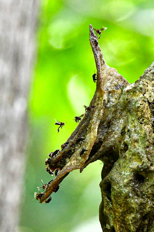08 24 Stingless bee colony 3994