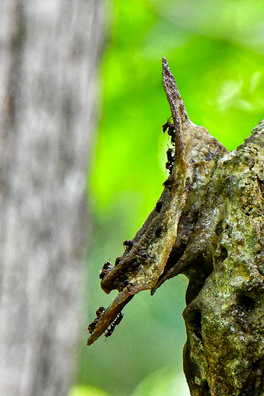 08 24 Stingless bee colony 3997