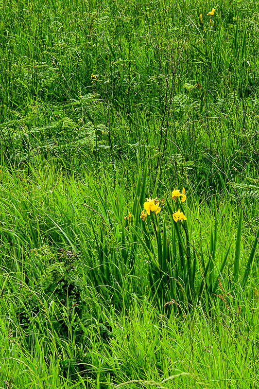 06 13 Yellow iris at Giant's Causeway 5106