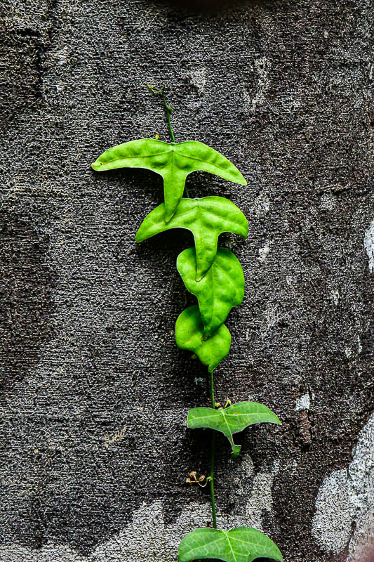 08 24 Seagull vine 4003