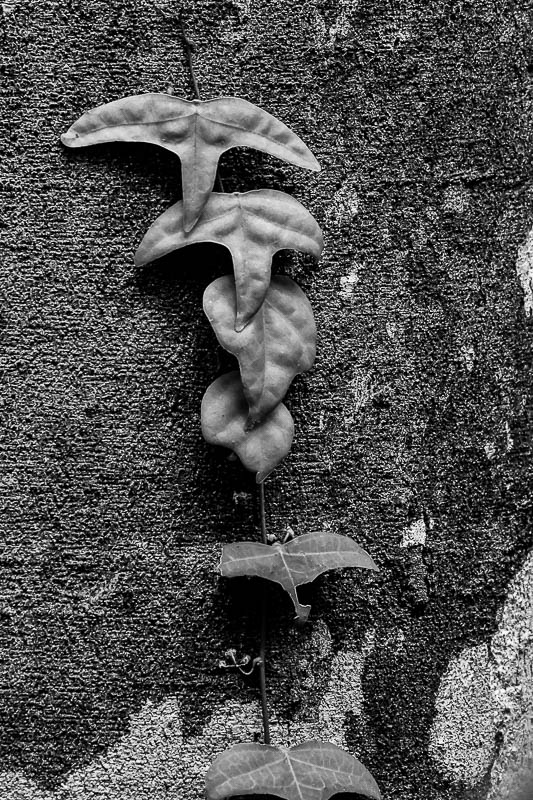 08 24 Seagull vine 4003-2bw