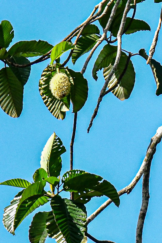 08 25 Unidentified fruit 4135-1
