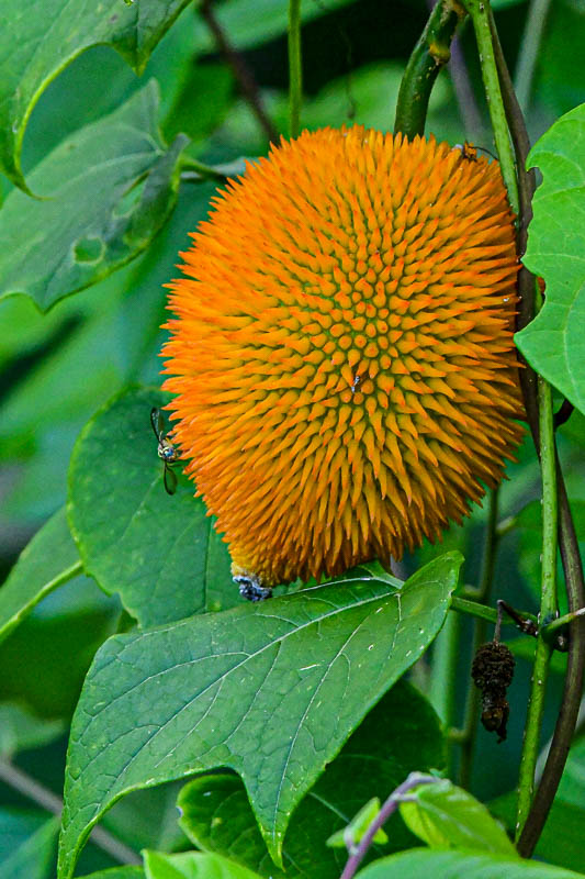 08 25 Monkey-Jack Fruit? 4139-1