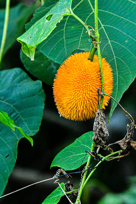 08 25 Monkey-Jack Fruit? 4141-1