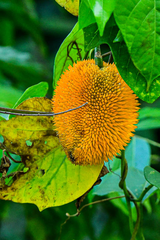 08 25 Monkey-Jack Fruit? 4142-1