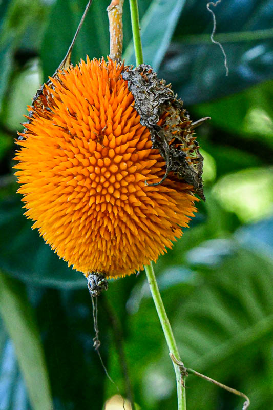 08 25 Monkey-Jack Fruit? 4143-1