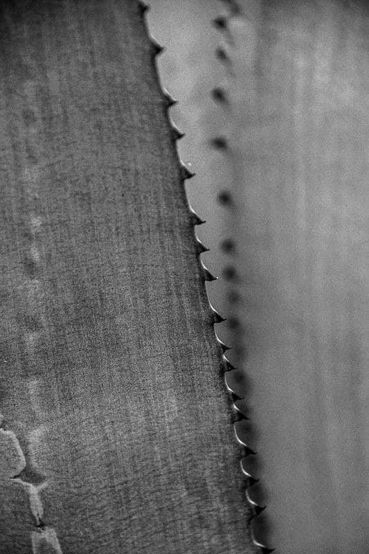 Agave India-2-1961-2nw