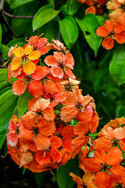 08 25 Landscape flowers 4146-1