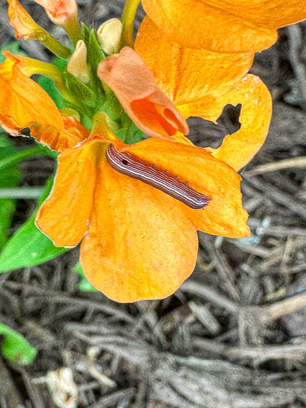 2024 06 29 Early instar caterpillar TBD i6551