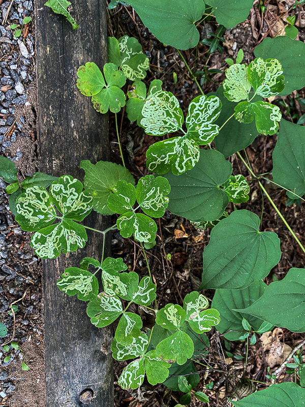 2022 06 30 Fly leaf miner of columbine i1523