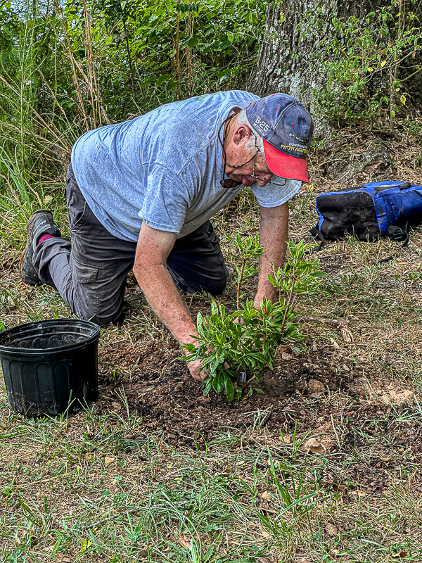 2024 06 28 Bill plants a native azalea in memory of his dog Jay i6539