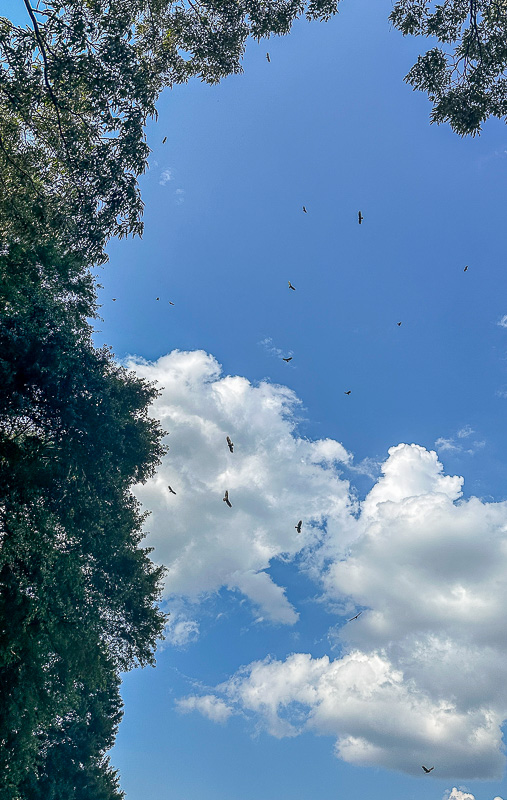 2024 06 28 Vultures circling - 'Look alive people!' iE654