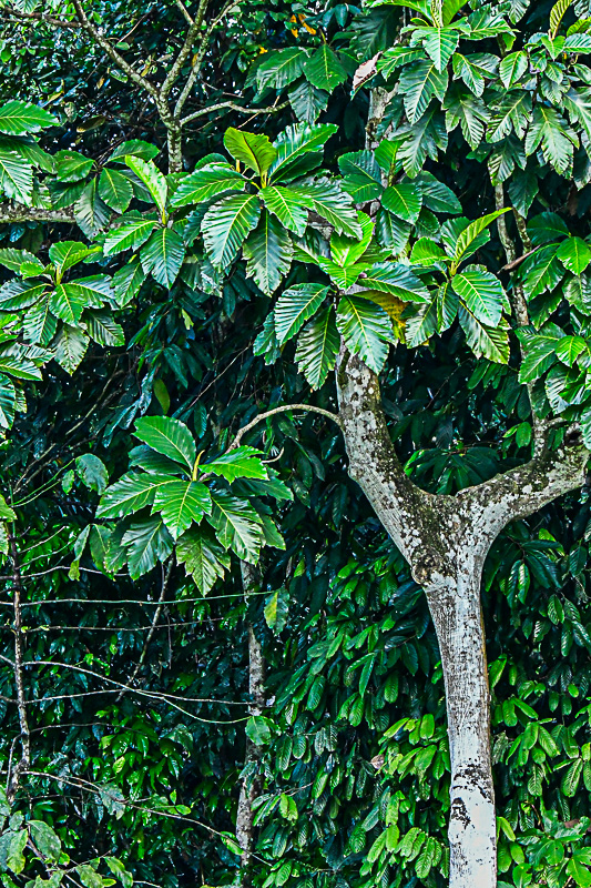 08 25 Edge of the jungle 4121