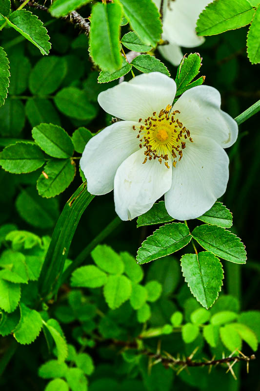 06 13 Wild rose 5110