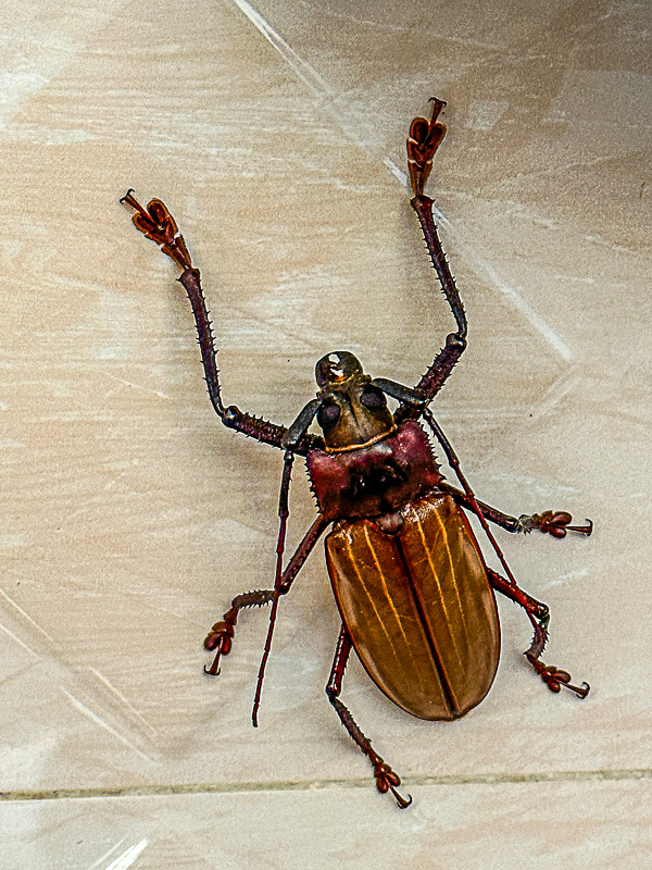 08 26 Big ol cerambycid beetle i0467