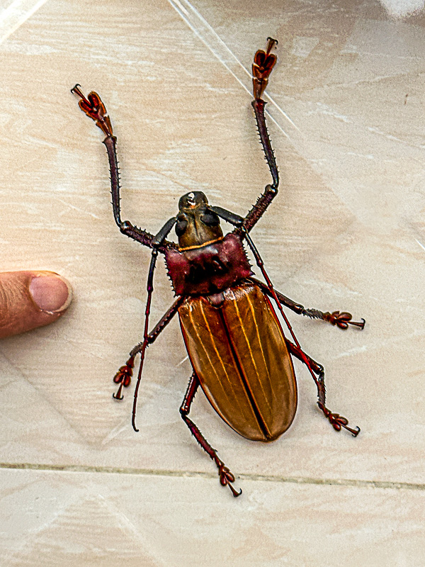 08 26 Beetle with a finger tip for size i0472