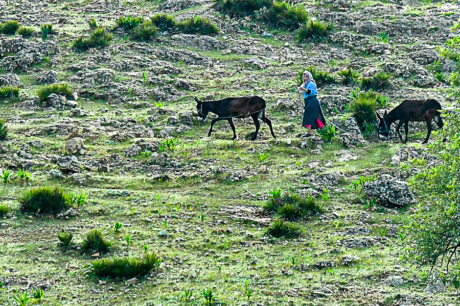 Woman and donkeys  Moroc-3634-2