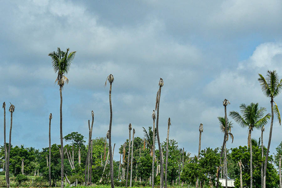 09 04 Evolivng problem: diseases of palms India-2-1991