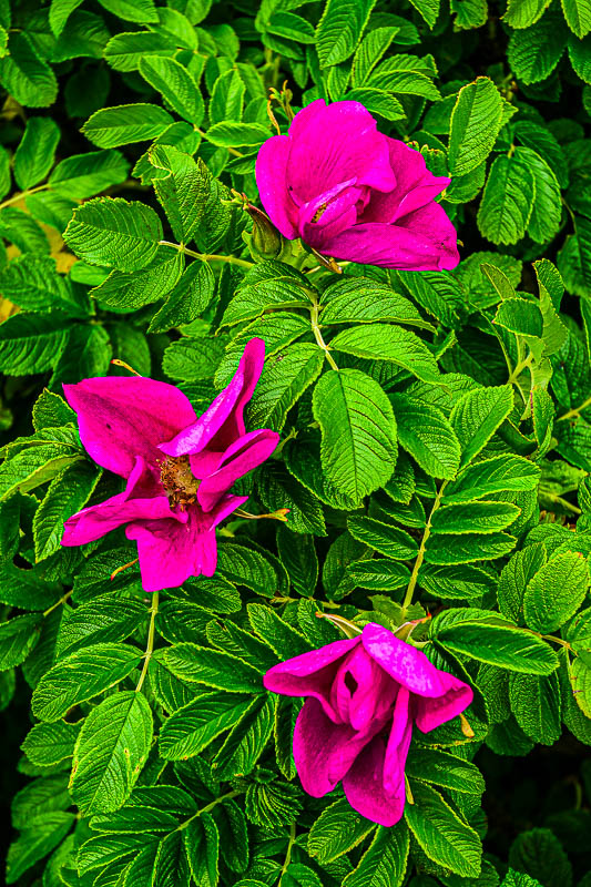 06 Irish roses at Giant's Causeway 5118