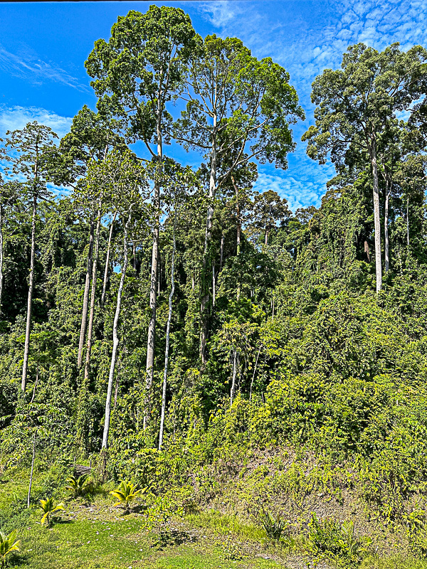 08 26 Jungle behind our lodging i0497
