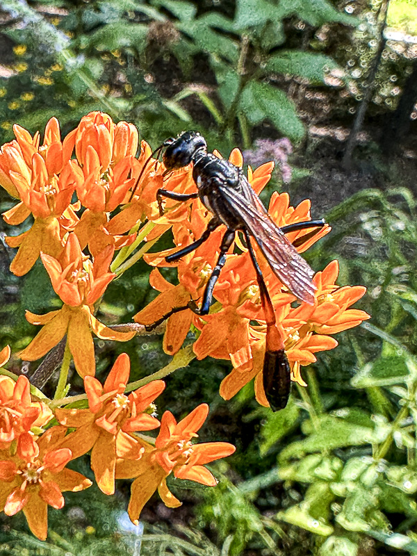 2024 07 14 Probably Ammophila procera i6850