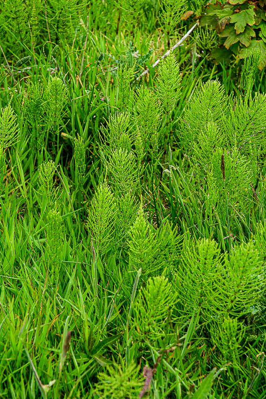 06 13 at the Giant's Causeway Equisetum 5125