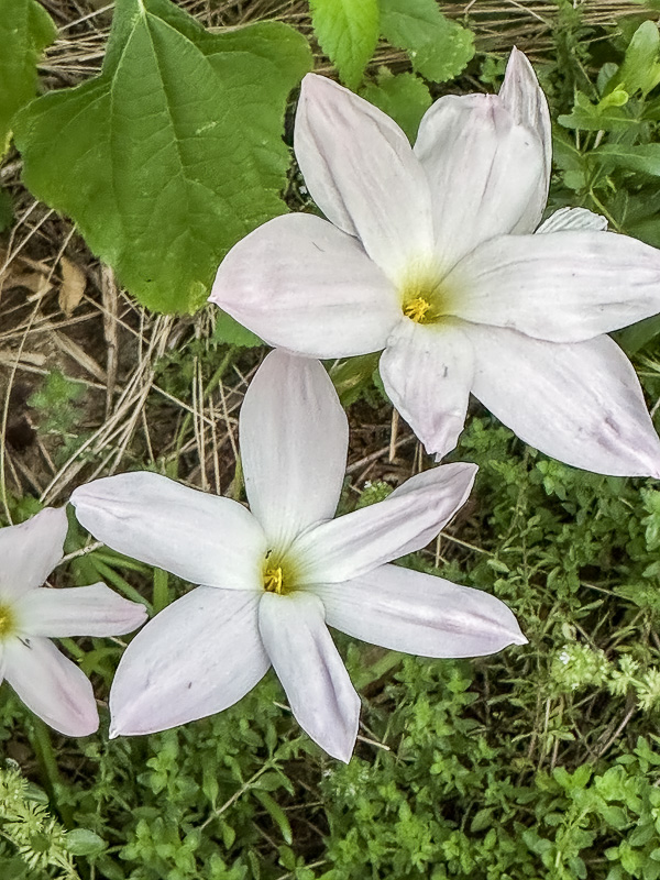2024 07 10 Rain or Zephyr lily 6814