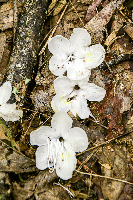 07 01 Rododendron flowers 6036