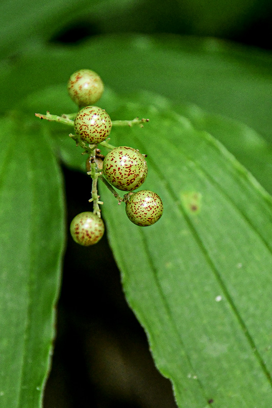 07 01 False Solomon's Seal berries 6086