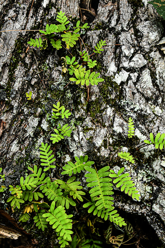 07 01 Ferns on oak 6091