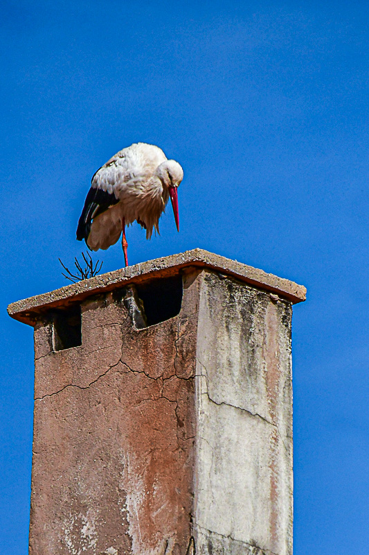 04 02 Ifrane - Roof sentinel Moroc-3667 