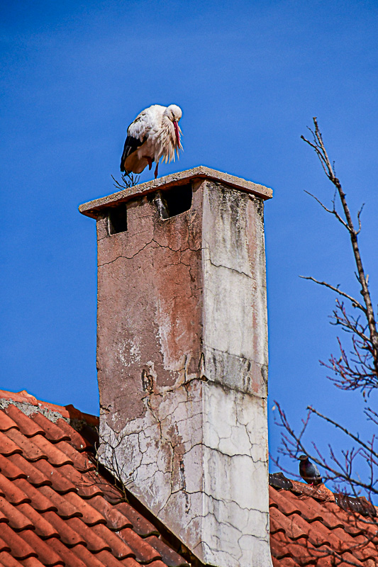 04 02 Ifrane - Roof sentinel Moroc-3663