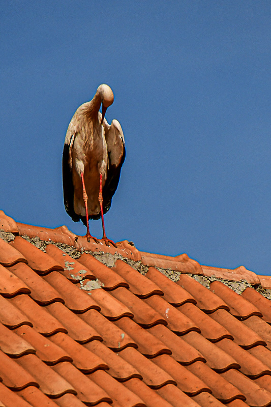 04 02 Ifrane - Roof sentinel Moroc-3664