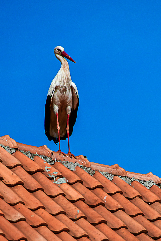 04 02 Ifrane - Roof sentinel Moroc-3665