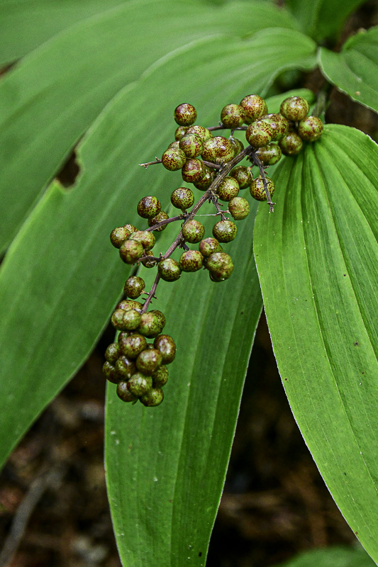 07 01 False Solomon's Seal berries 6092