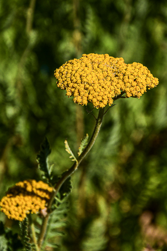 07 18 Yellow yarrow 7518