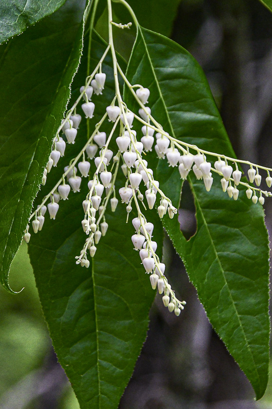 07 01 Sourwood blossoms 6102