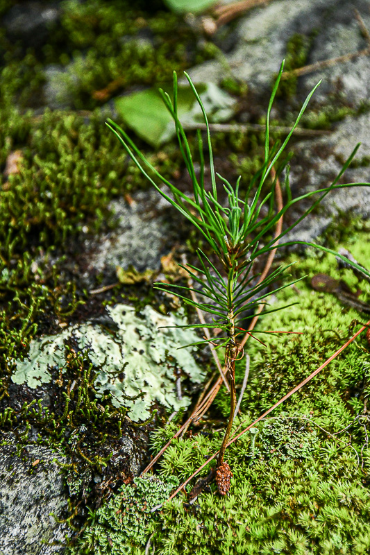 07 01 Pine seedling 6112