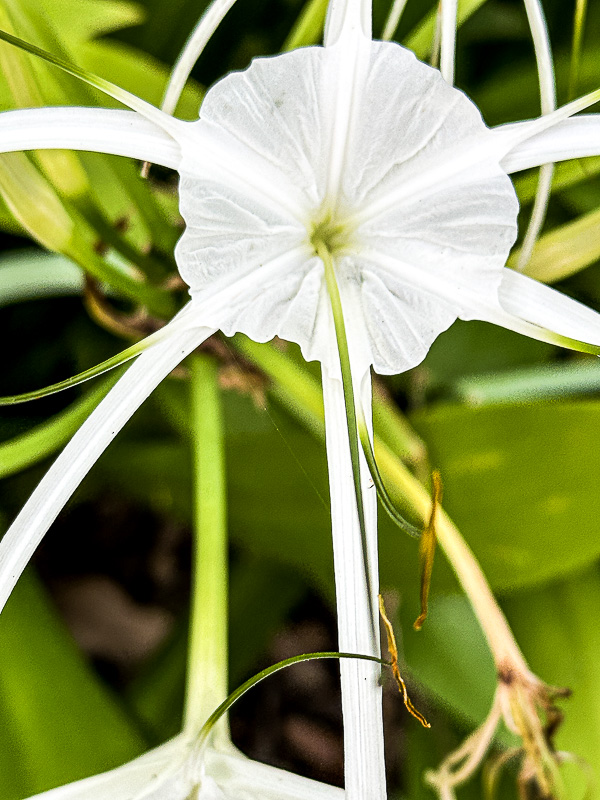 08 25 'Spider lily' i0409